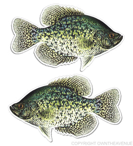 Crappie Sticker Decal Fishing Boat RV Car Truck Camper Trailer - 2 Pack