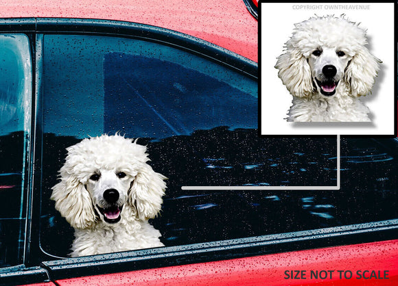 Poodle Dog Animal Puppy Peeking Vinyl Die Cut Car Window Bumper Decal Sticker